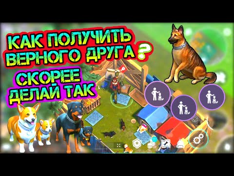 Видео: Скорее делай так! Как получить верного друга? Лайфхаки - как получить много щенков в игре LDOE