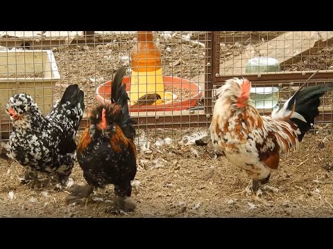 Видео: Декоративные куры - прекрасный антистресс