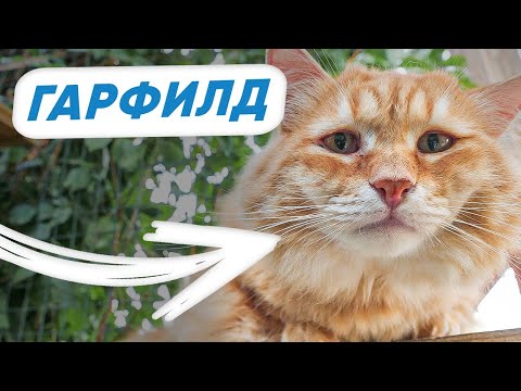 Видео: История спасения кота Гарфилда. Как взять животное из приюта? Как помочь бездомным животным?