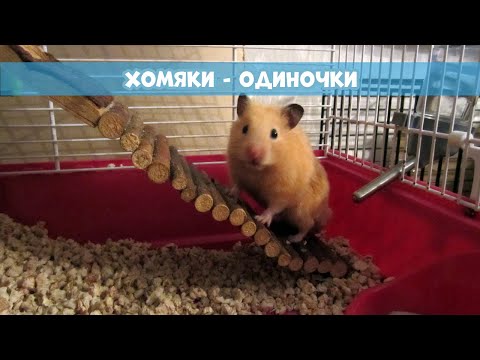Видео: МОЖЕТ ЛИ ХОМЯК ЖИТЬ ОДИН? || Поселение хомяков