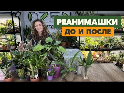 Видео: Комнатные растения до реанимации и после » Апрель 2025