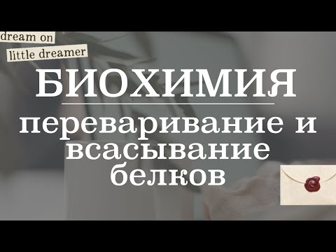 Видео: Переваривание и всасывание белков (катаболизм белков) | Биохимия