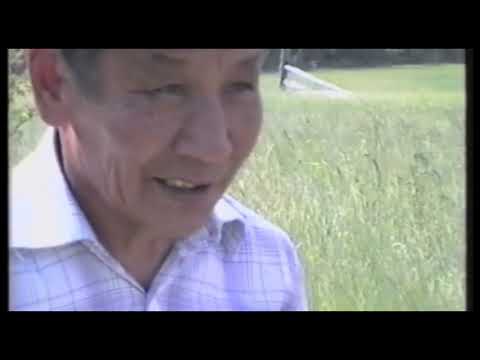 Видео: Суола кырдаллара. Үөлээннээхтэр көрсүһүүлэрэ.