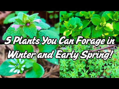 Видео: 5 растений для вашего сада, которые можно собирать зимой и ранней весной (лекарственные и съедобные)