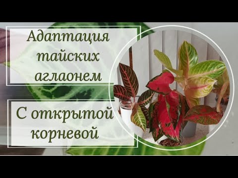 Видео: Адаптация тайских аглаонем с открытой корневой. #1 Обработка, посадка.