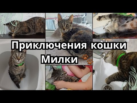 Видео: Приключения кошки Милки 🐾 Она выросла и стала ещё умнее и смешнее!
