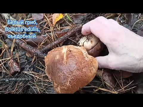 Видео: 30 ноября. Лиственный лес удивляет белыми грибами :)