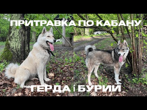 Видео: Притравка по кабану