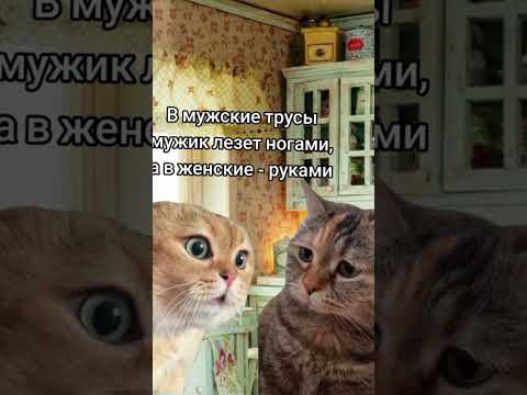 Видео: Дорогой, чем отличается ))) | #топ #топчик #рекомендации #кот #рек #cat #котик #котики #котики #мем