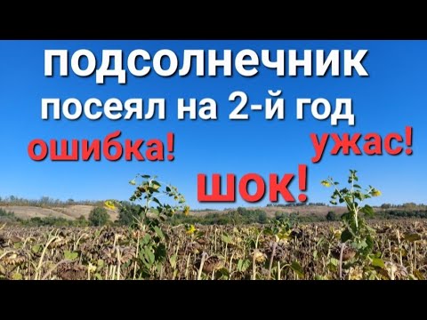 Видео: 🌻ПОДСОЛНЕЧНИК: посев гибрида на 2-й год!