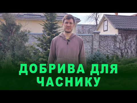 Видео: Чим підживити часник навесні. Перші кроки до багатого врожаю. Ефективні добрива для часнику