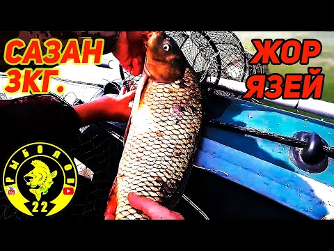 Видео: Утренний жор язей. Выход сазана. Рыбалка в Камне на Оби. #рыбалканаОби#КаменьнаОби#Рыболов22