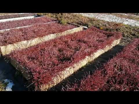 Видео: Не повторяйте моих ошибок при посадке ГОЛУБИКИ, КЛЮКВЫ!!!