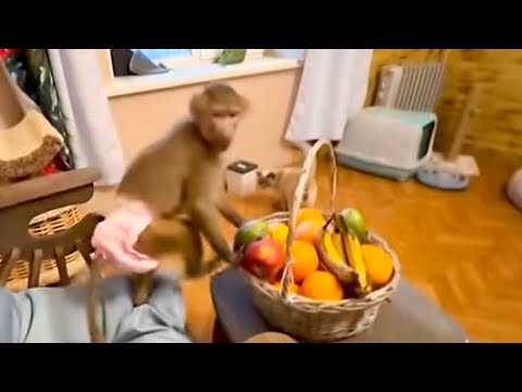 Видео: Люська, это НЕ ОБЕЗЬЯНА, это ЧУДОВИЩЕ, хоть и любимое)))