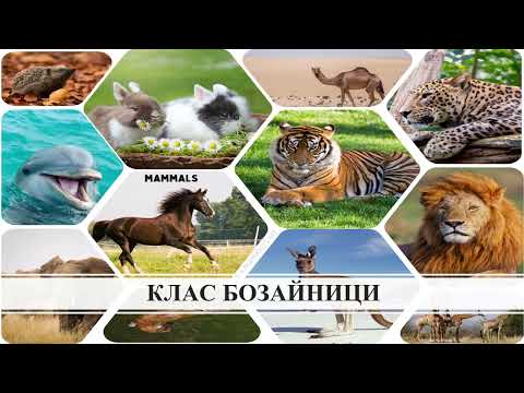 Видео: ТЕМА №48 - ДВИЖЕНИЕ НА ВЕЩЕСТВАТА ПРИ ГРЪБНАЧНИТЕ ЖИВОТНИ