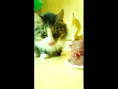 Видео: 20 лет!!! Юбилей кошки-Баксы