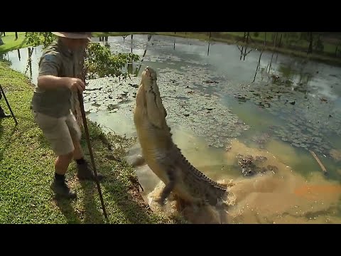 Видео: Удивительные случаи с КРОКОДИЛАМИ И АЛЛИГАТОРАМИ, снятые на видео!