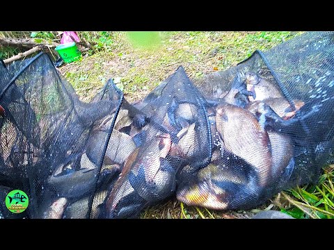 Видео: ВСЕХ ЛЕЩЕЙ СОБРАЛ В ЭТОЙ РЕКЕ! СЕКРЕТ ПРОСТОЙ. ФИДЕР против ФЛЭТА. Закормочный кораблик TROPY LINE.