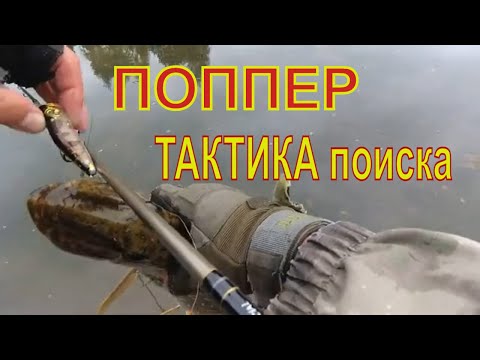 Видео: Рыбалка в Забродах. ПОППЕР - тактика ПОИСКА