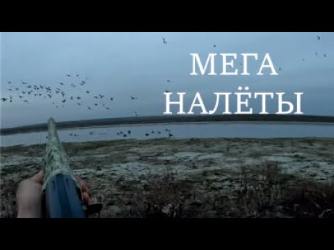Видео: ОХОТА НА ГУСЯ! ЛУЧШИЕ НАЛЁТЫ ВЕСЕННЕЙ ОХОТЫ!