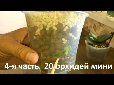 Видео: ПОЛИВ ОРХИДЕИ мгновенный в такой посадке и этом грунте
