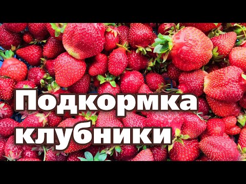 Видео: КЛУБНИКА ЗАВАЛИТ ВАС ЯГОДАМИ С НОГ ДО ГОЛОВЫ, ЕСЛИ ПОДКОРМИТЕ ТАК