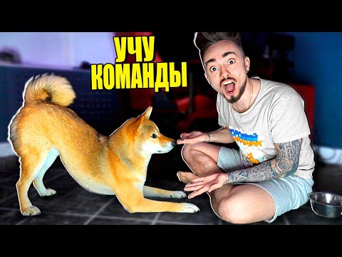 Видео: МОЯ СОБАКА УЧИТ НОВЫЕ КОМАНДЫ!