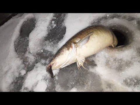 Видео: ПЕРВОЛЁДЬЕ В СИБИРИ. НАЛИМИЙ ВЫХОД. ТАКОГО НАЛИМА НА ЖЕРЛИЦУ Я ЕЩЕ НЕ ЛОВИЛ. ДЕНЬ 2ой РЫБОЛОВНЫЙ.