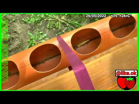 Видео: КЛУБНИКУ В ТРУБЕ + КАПЕЛЬНЫЙ ПОЛИВ