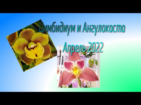 Видео: Цветение Цимбидиума и Ангулокасты Апрель-Май 2022