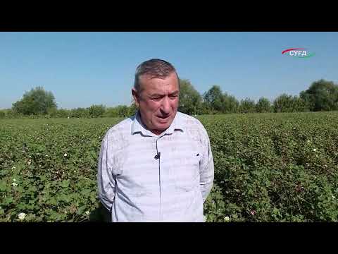Видео: Ҷамъоварии 3900 тонна пахта дар шаҳри Конибодом.