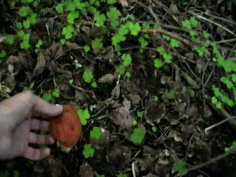 Видео: в лесу