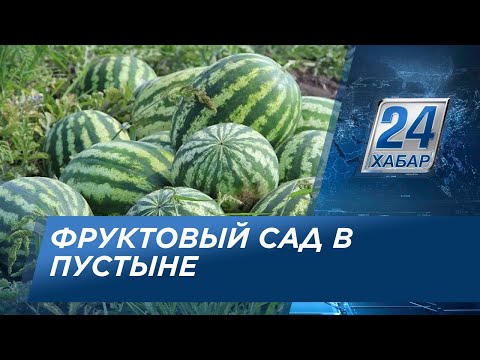 Видео: Сад посреди пустыни разбил узбекский фермер
