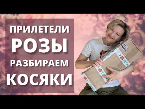 Видео: НЕУЖЕЛИ ОНИ ИДЕАЛЬНЫЕ? Розы из питомника Полины Козловой. 17 марта 2024 г.