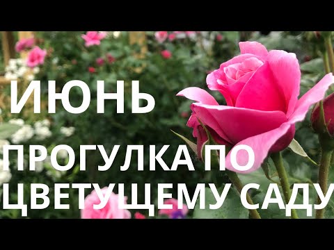 Видео: Июнь. Прогулка по цветущему саду.