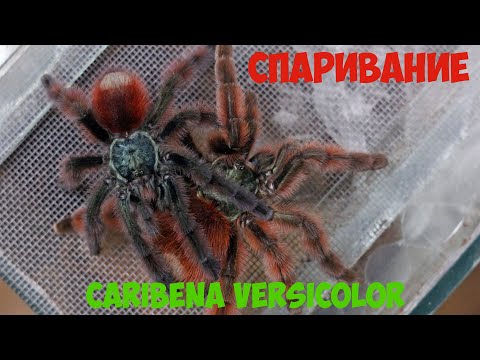 Видео: Спаривание Caribena versicolor. Caribena versicolor mating