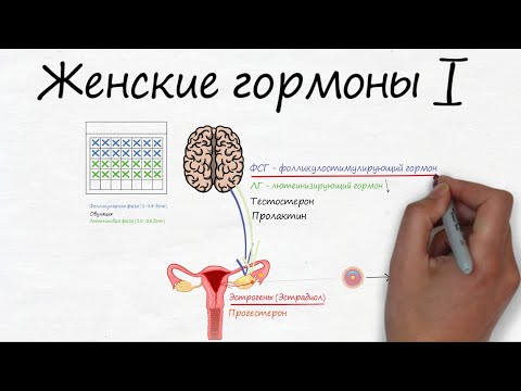 Видео: Женские гормоны (часть 1) -  RedCells.ru