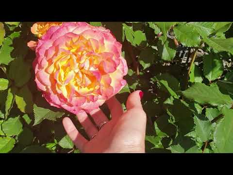 Видео: Розы  Кордеса 2020 ч.1.