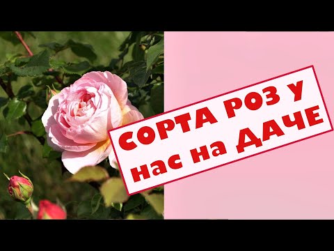 Видео: Розы на даче, кот Вилли и мы с Ириной