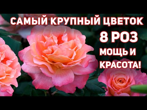 Видео: Розы - 8 сортов с самым крупным цветком 15-20 см! Сила + мощь + аромат + обильное цветение.