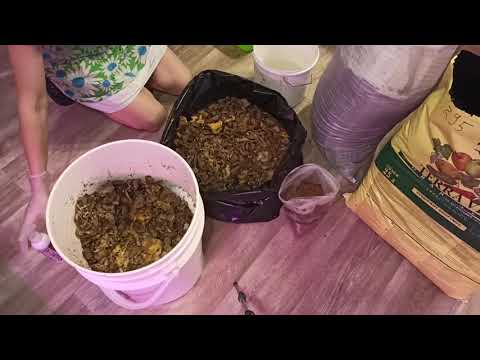 Видео: Приготовление компоста в домашних условиях с применением ферментированных кухонных отходов.