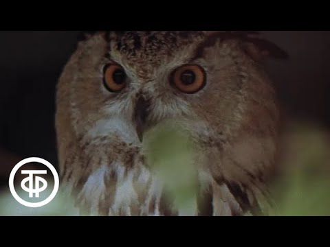 Видео: Алтай. Времена года (1990)