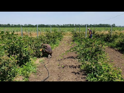 Видео: Лучшая плантация ежевики в стране! Отличные сорта. Отличный урожай. Правильный уход.