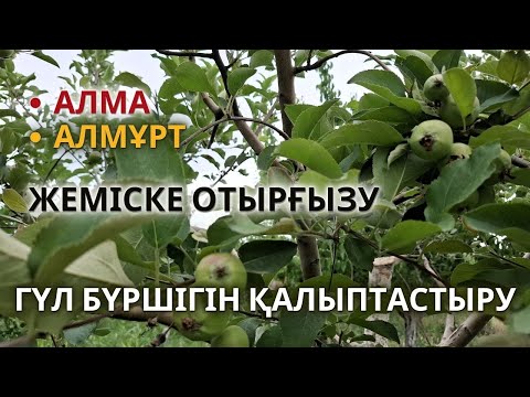 Видео: Алма Алмұрт ағашын ЖАЗДА КЕСУ, Гүл бүршіктерін қалыптастыру. жеміске отырғызу