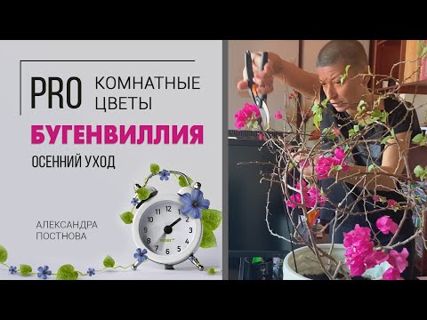 Видео: Бугенвиллия - как правильно обрезать и сформировать.