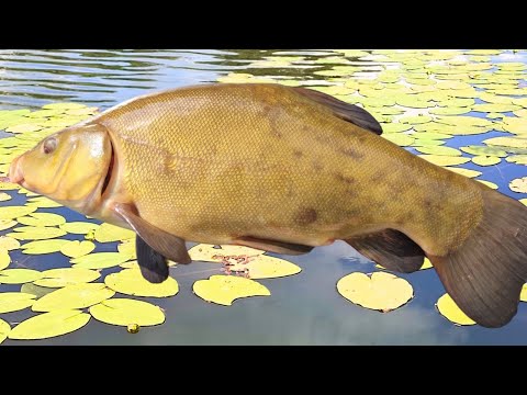 Видео: КРУПНІ ЛИНИ на НЕЗВИЧАЙНУ НАСАДКУ / Рибалка на линка