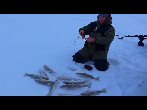 Видео: СЛАБОНЕРВНЫМ НЕ СМОТРЕТЬ! ДА СКОЛЬКО ЕГО ТУТ! СТОЛЬКО Я ЕЩЕ НЕ ЛОВИЛ!Рыбалка на судака 2025