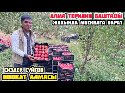 Видео: НООКАТТЫН АЛМАСЫ МОСКВАГА ЖӨНӨП ЖАТАТ @Aalamkabar97