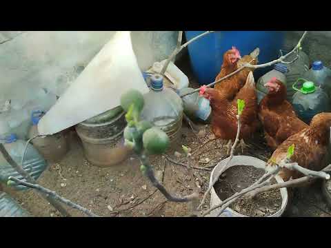 Видео: мыши погубили инжир