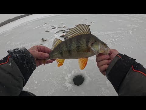 Видео: Второй день рыбалки, щука не так активна, зато окунь даёт жару.